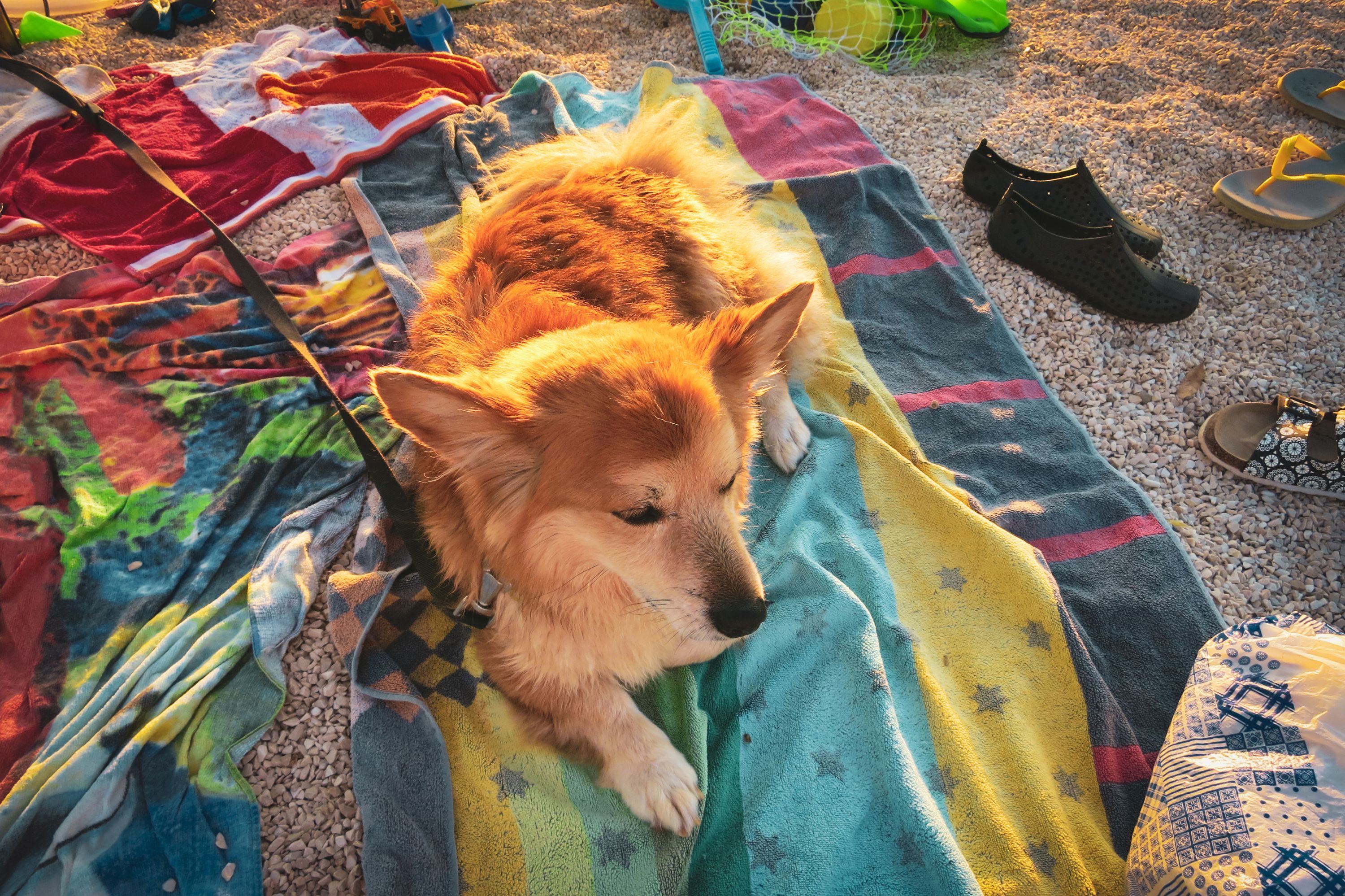 Beach Dog Shutterstock 1112106701